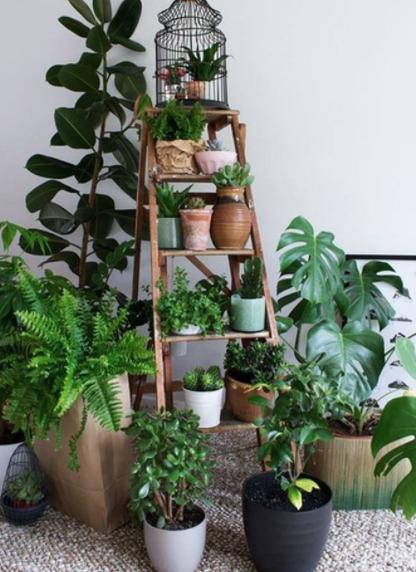 冬季耐寒庭院的八种植物,室内适合养的18种植物及图片