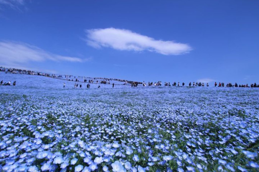 cnn评选出的日本最美的31个景点,cnn评选世界十大旅游地