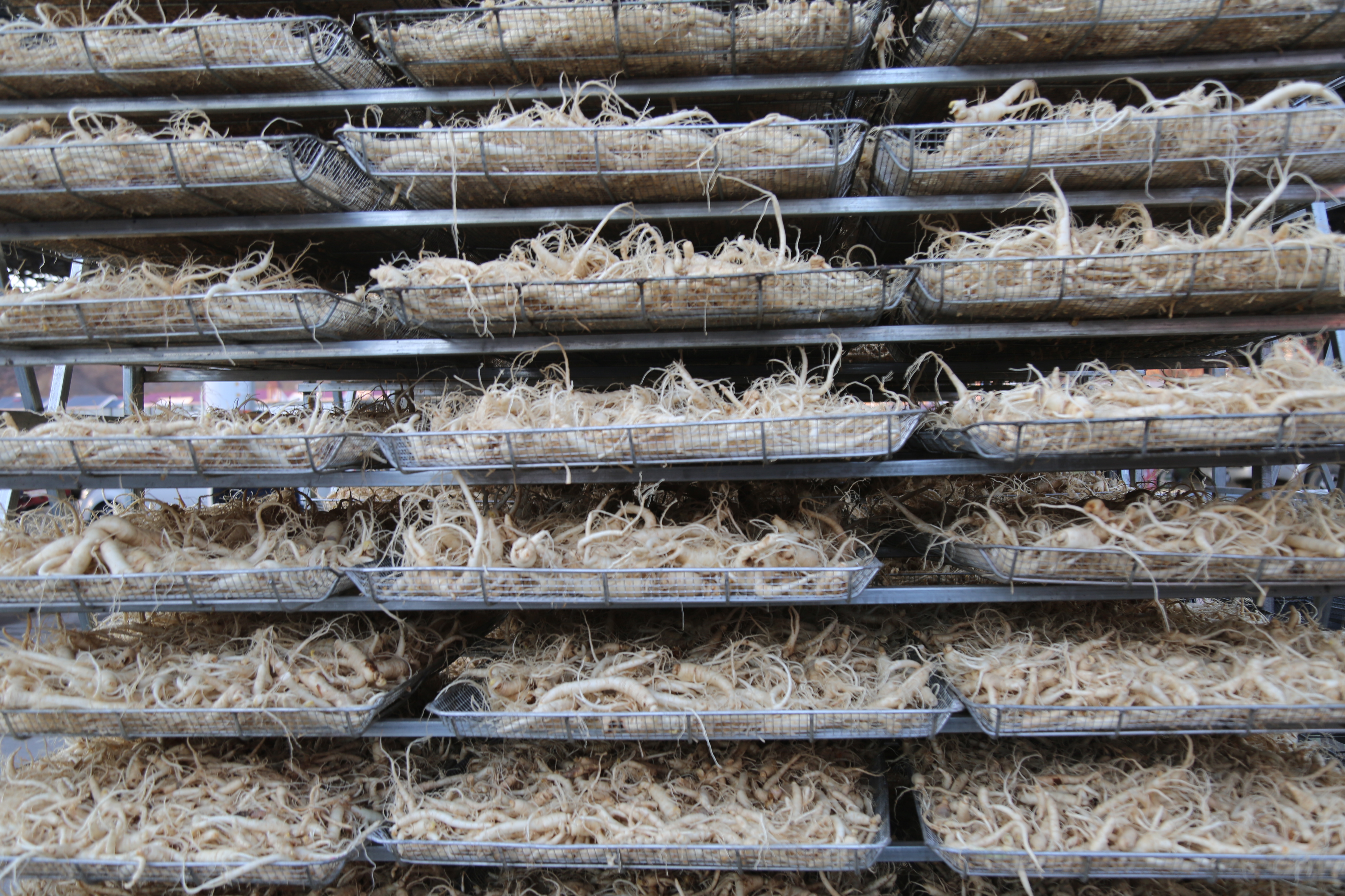 鲜参的加工详细方法,鲜参的种类大全