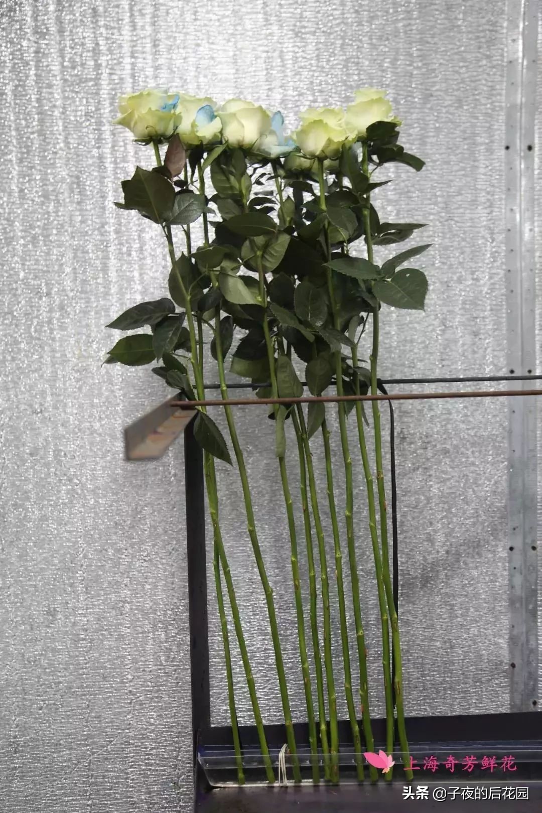 最好的进口玫瑰,进口玫瑰品种