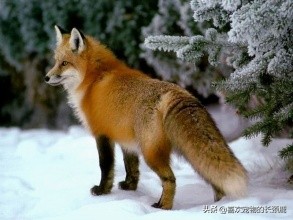 狐狸的外貌和特征,狐狸特征介绍