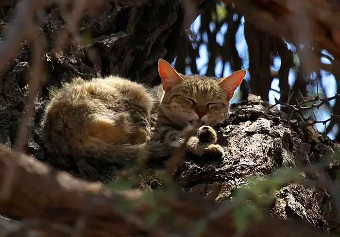 猫咪有没有被完全驯化,猫咪为什么能被驯化
