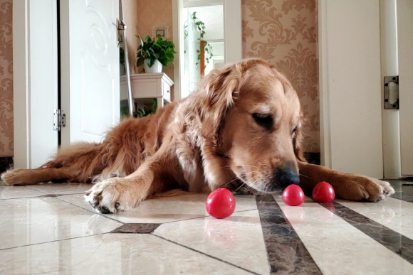 金毛无聊想出去玩了,你们家金毛无聊时也这么玩吗