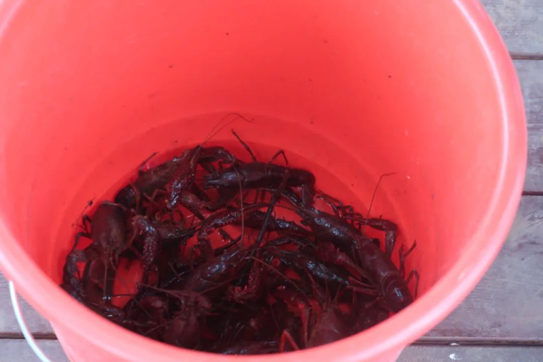 鏄嗘槑瑗垮北鍖鸿彍甯傚満,鏄嗘槑瑗垮北鍖烘槬澶忕鍐彍甯傚満