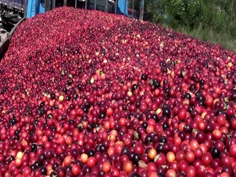 欧李～春观花，夏赏叶，秋品果；既可观赏，也可食用，一举两得。