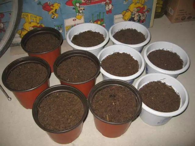 君子兰根部长了小虫怎么办,君子兰死了根部冒出小芽怎么办