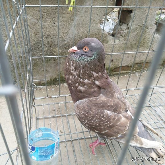 鸽子胀气,鸽子嗉囊胀气怎么回事