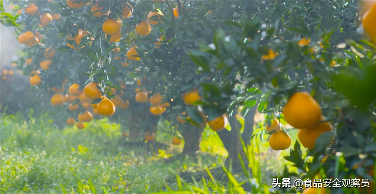 创响农产品地域品牌——丹棱县桔橙农产品地理标志建设纪实