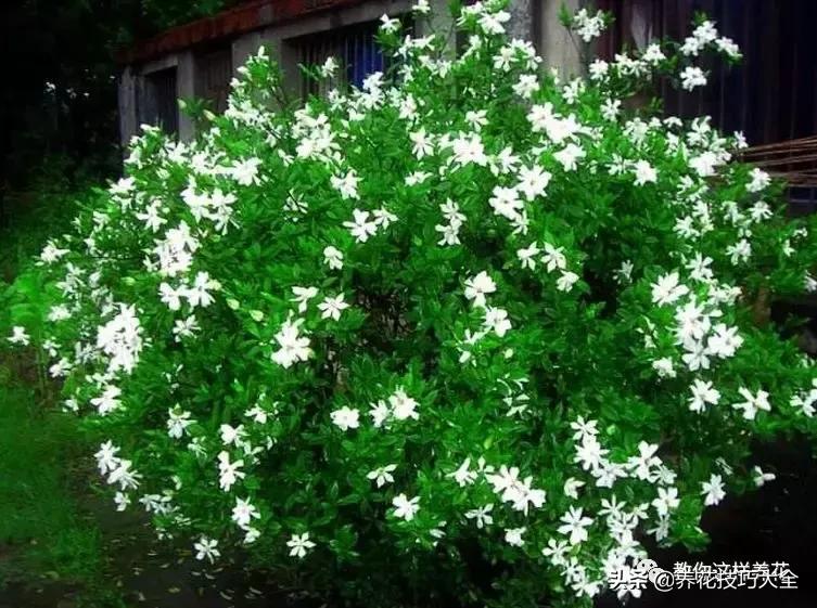 家里过期的小药片兑上水浇花,过期药扔花盆里花蔫了怎么办