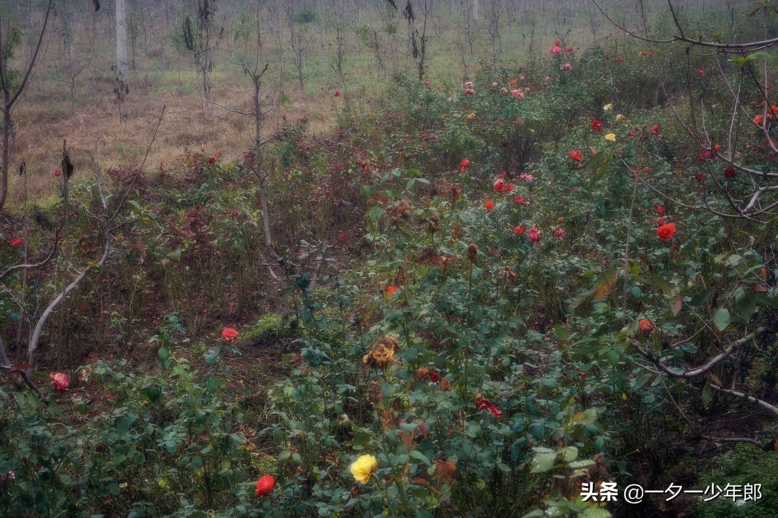 秦岭深处有座小镇,秦岭涝峪滑翔伞基地婚纱摄影