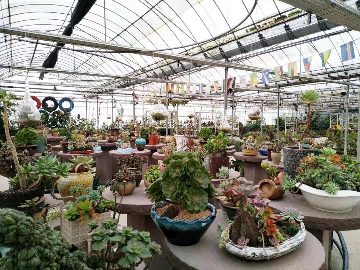 淘宝卖多肉为什么便宜了,多肉很便宜了