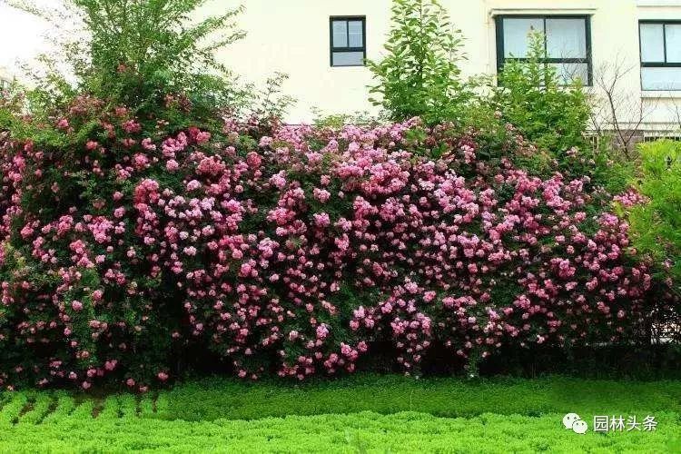 常见的绿篱有哪些至少20种以上,道路绿篱防护知识