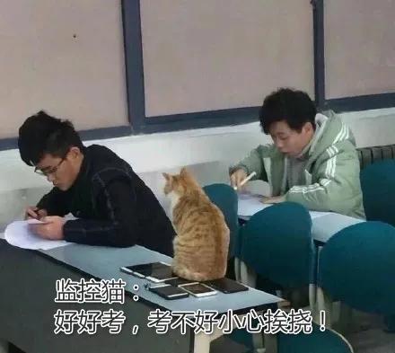一到毕业季,我们大学的校猫就疯了哈哈哈