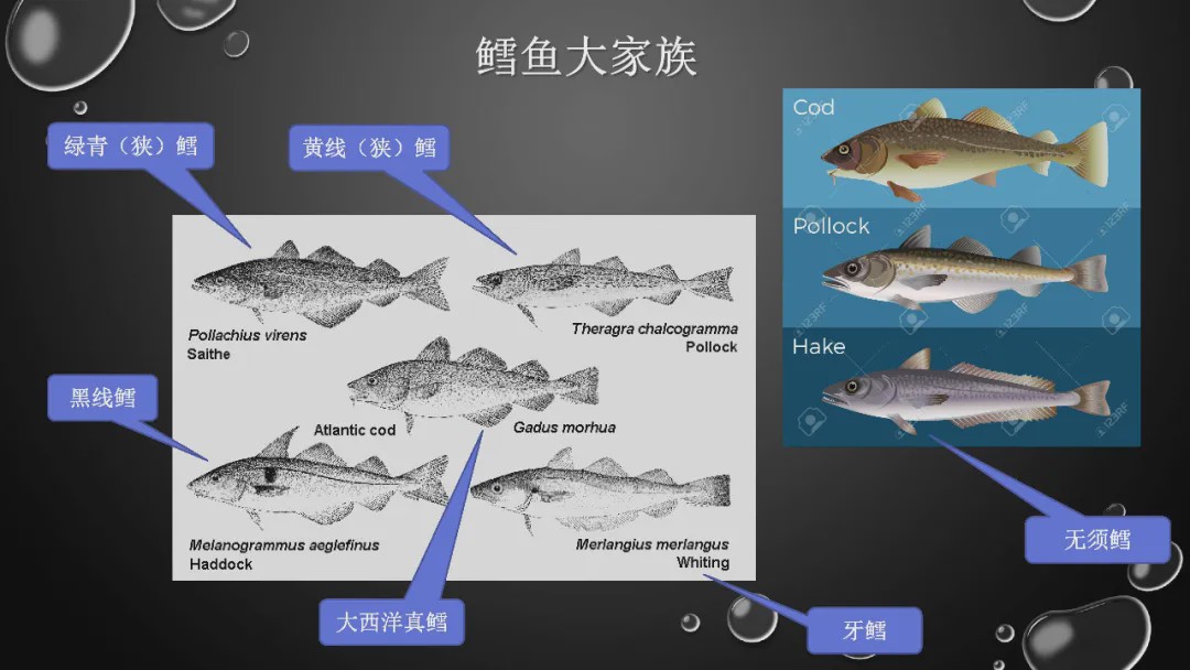 樊哥说中国美食,樊哥讲冰鲜生鲜
