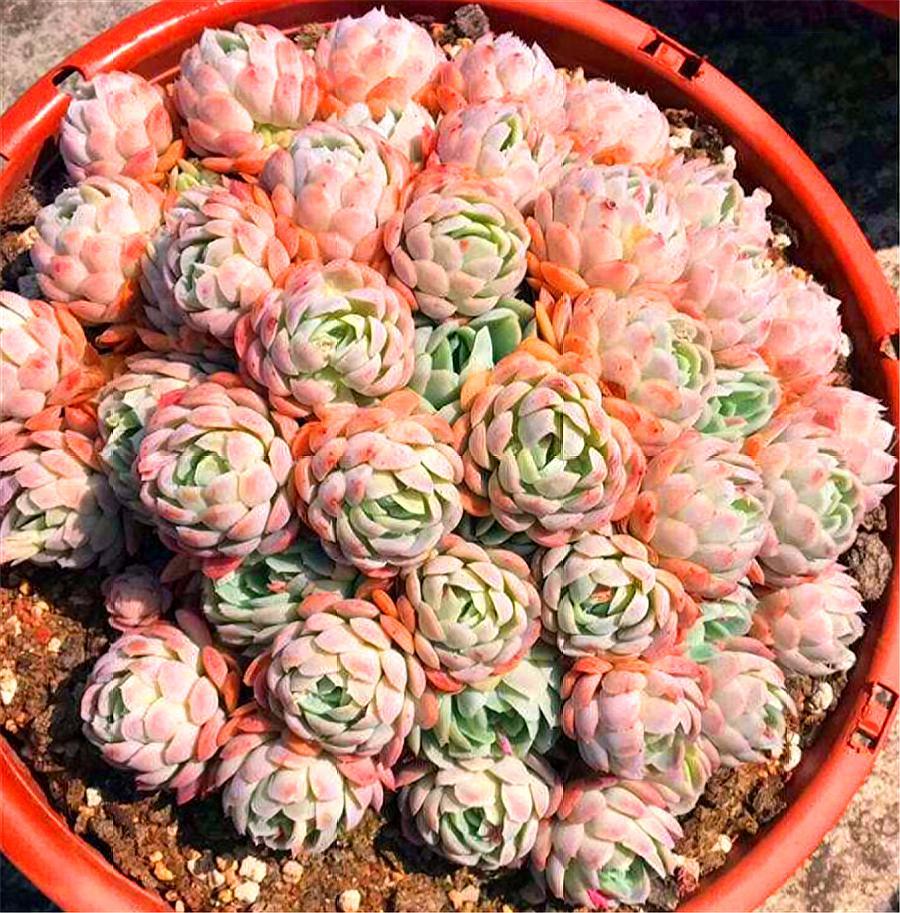 最有仙气的多肉冰梅,夏季养护“3不要”,学会了轻松度夏颜色美