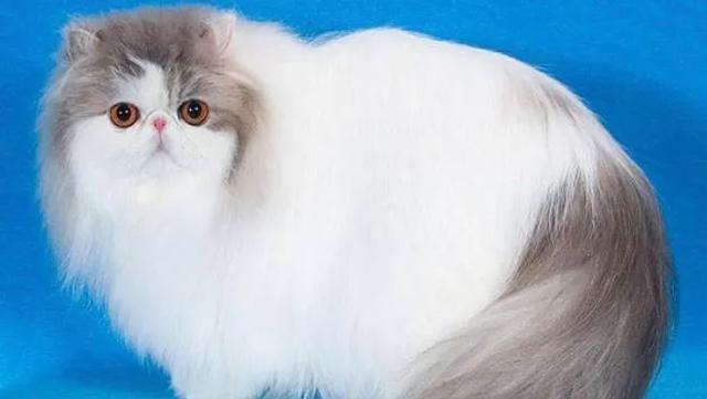 猫中的贵族,猫中的贵族蓝猫