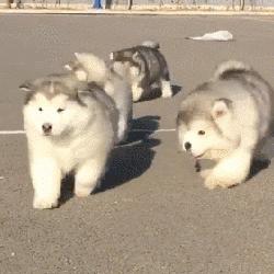 给阿拉斯加养个什么同伴比较好,给你100个养狗理由