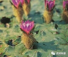 补肾健脾芡实应用生的还是熟的,祛湿益肾固精的中成药芡实