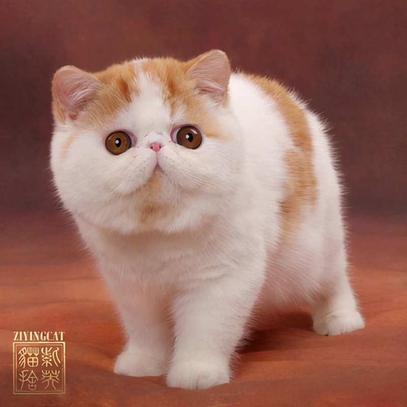 神秘海底生物未解之谜大记录,迷你世界神秘生物未解之谜