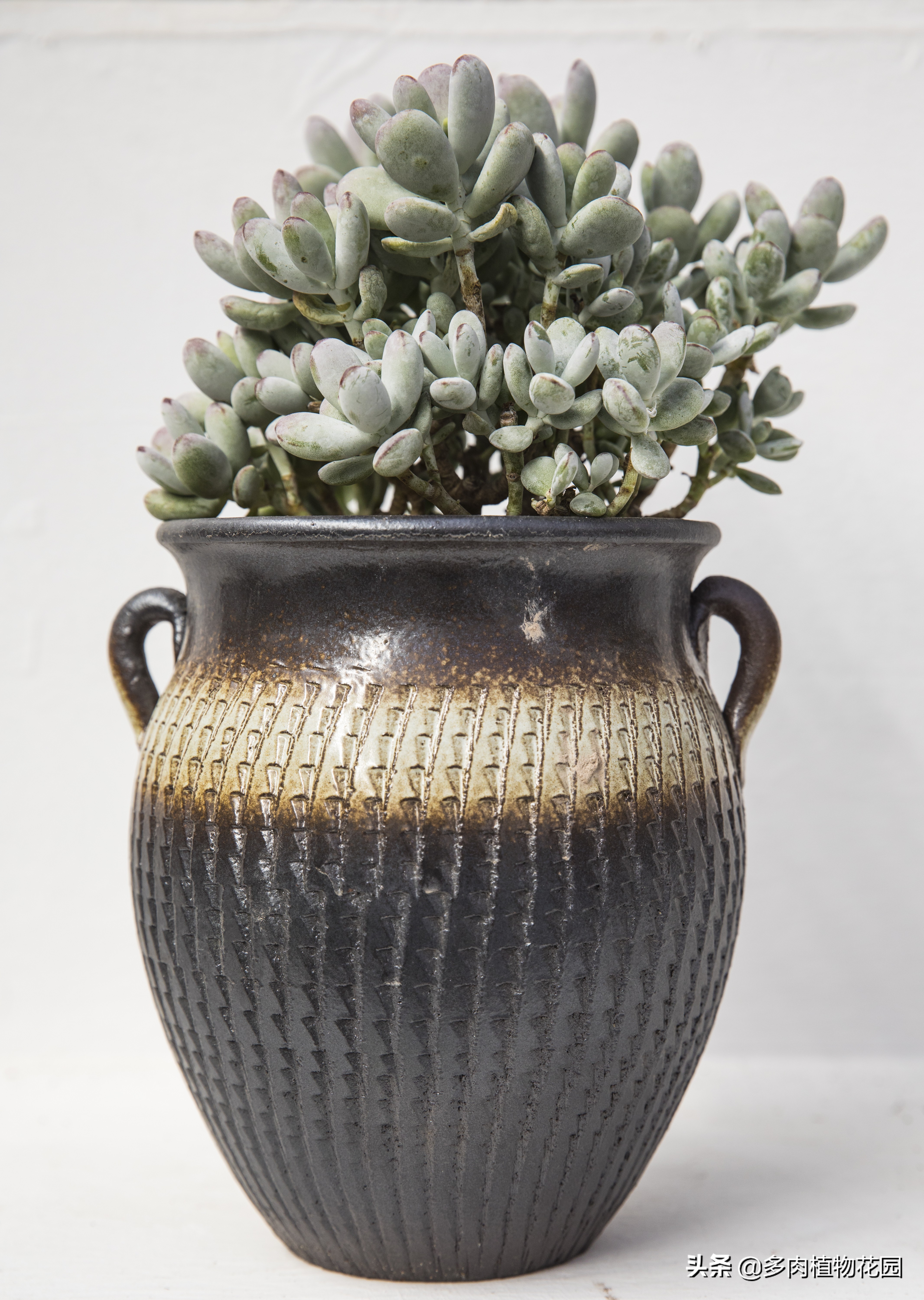 多肉植物如何让它变成老桩,多肉植物老桩怎么修剪