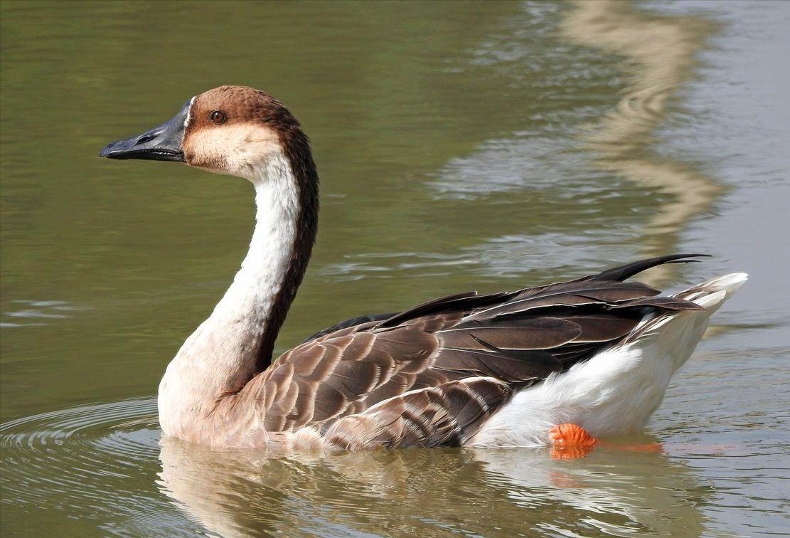 东江揽胜,惠州淡水常见鸟类图谱