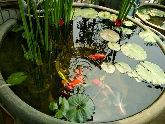 鹤顶红金鱼不建议新手养,金鱼怎么养才能更好