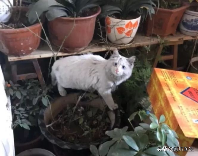 我就是馋猫的身子，没别的！