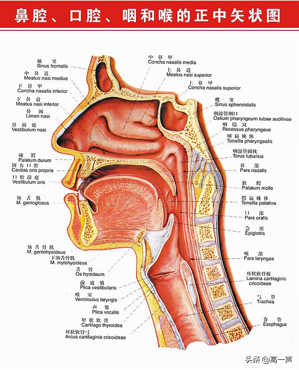 喉咙有时候堵有时候不堵什么原因,喉咙堵得慌打嗝就舒服一会又会堵