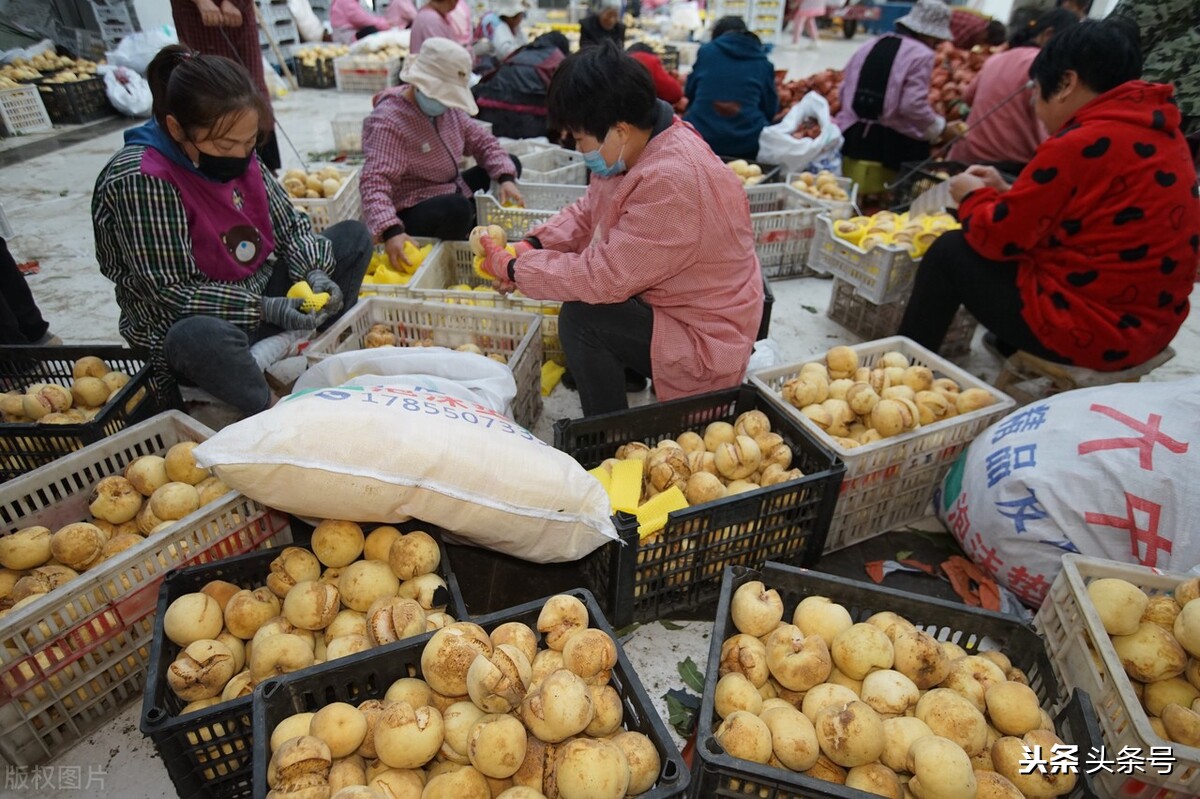 俗称丑桃古老的桃子品种,爆炸桃老品种