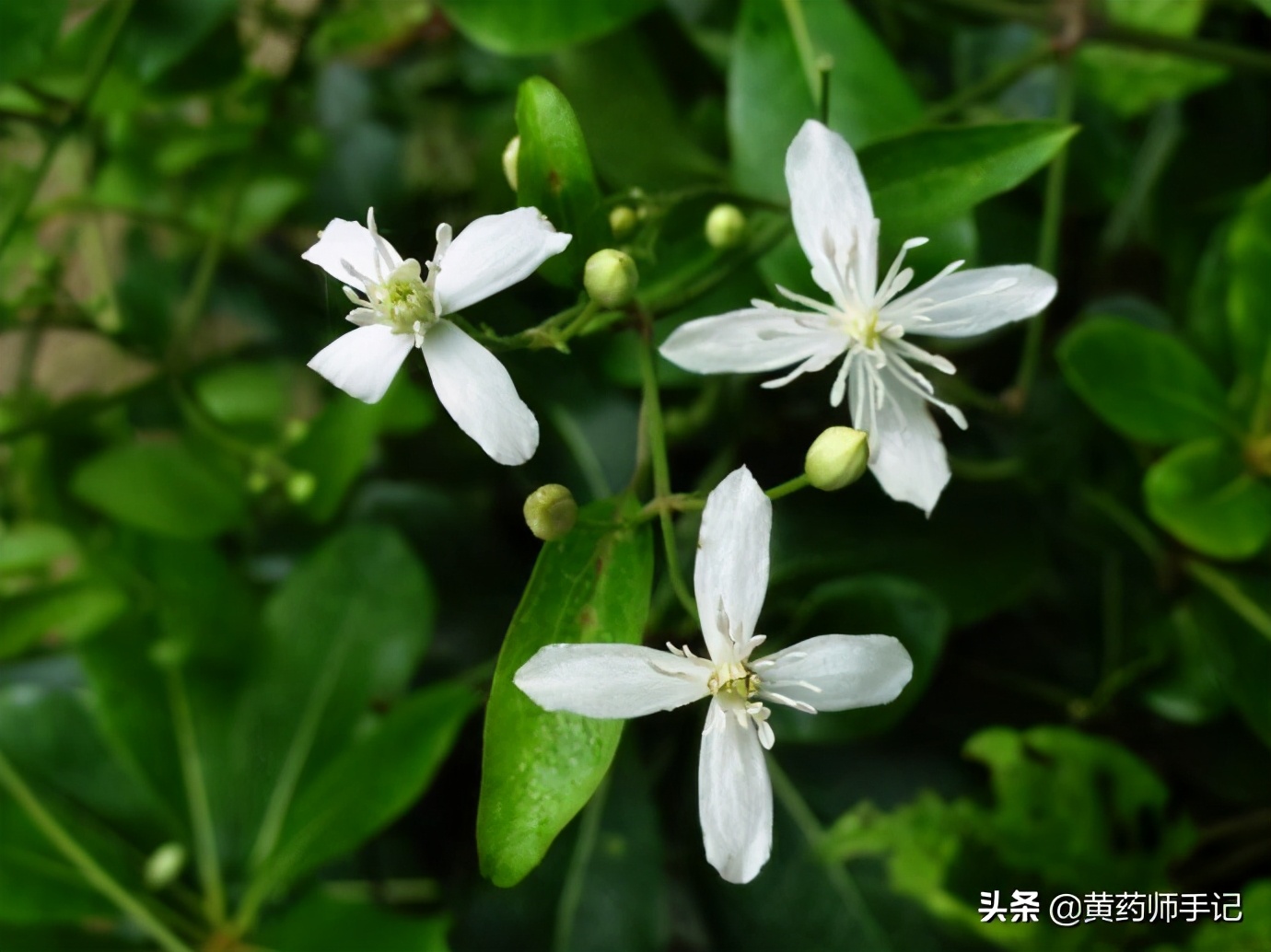 中药威灵仙，用于风湿性关节炎、骨关节痛、骨质增生，还能化鱼刺