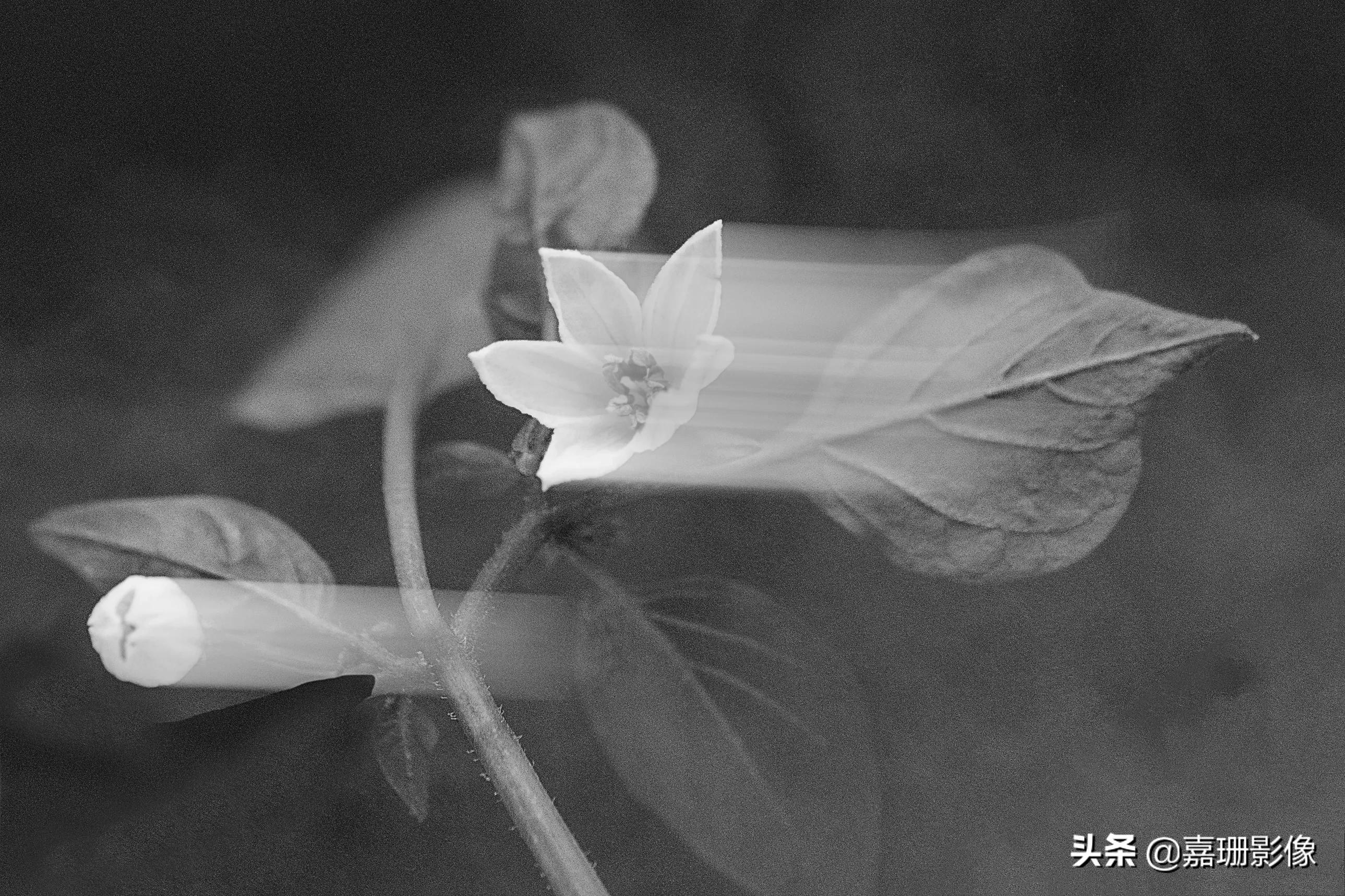 看看花容,听听花语2020年我镜头里的百种花卉