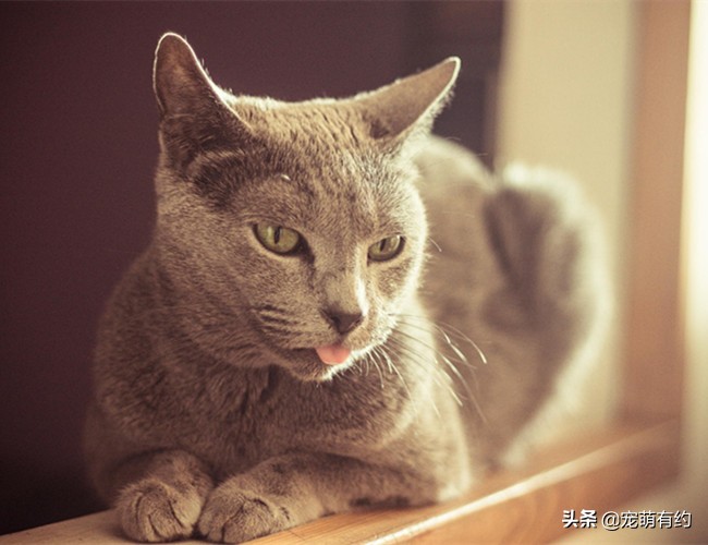 俄罗斯蓝猫的特征有哪些,俄罗斯蓝猫有味道