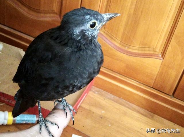 被人误解千年的乌鸦居然是好鸟,被人误解的猫科动物