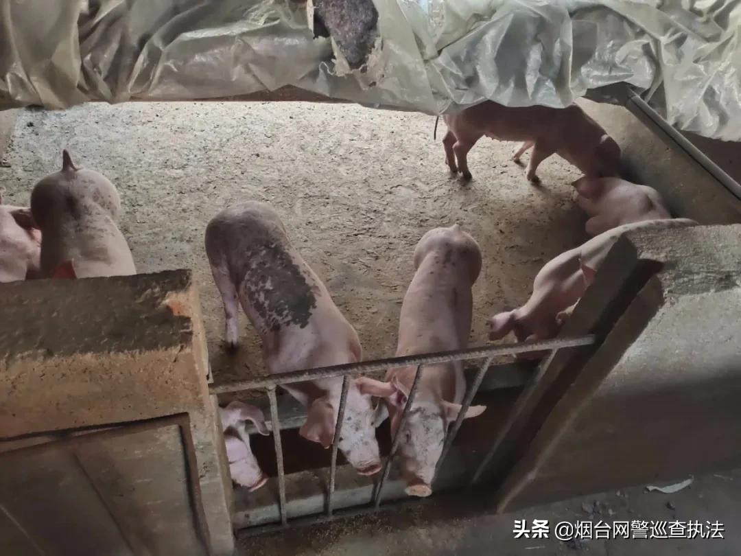 月黑风高偷猪崽，蜀黍叫你“赔了夫人又折兵”！