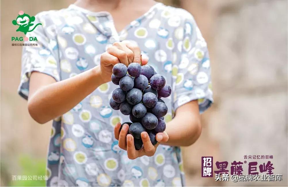 巨峰葡萄在中国的历史,巨峰葡萄谁引进