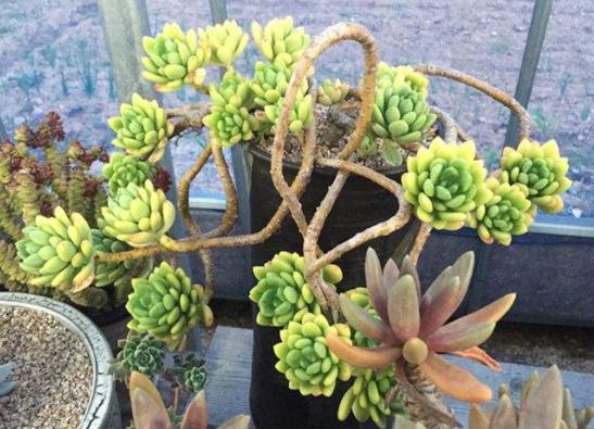 新手种多肉用什么花盆最好,刚种多肉用什么土