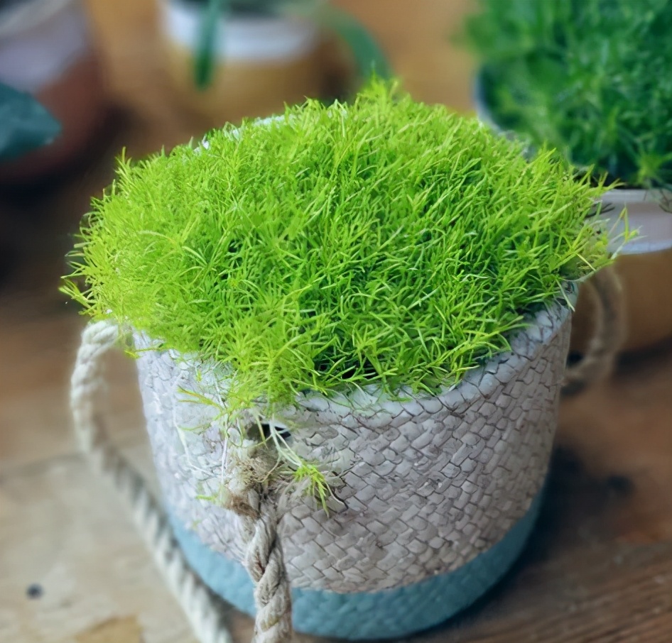 3种花最适合养庭院,适合北方庭院的耐寒常绿草坪