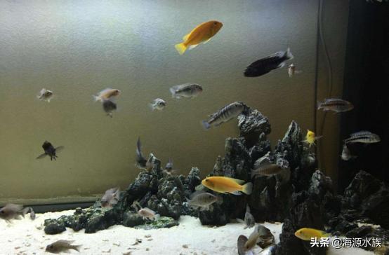 养鱼的硝化菌哪个好用,新手养鱼硝化细菌是必须买的吗