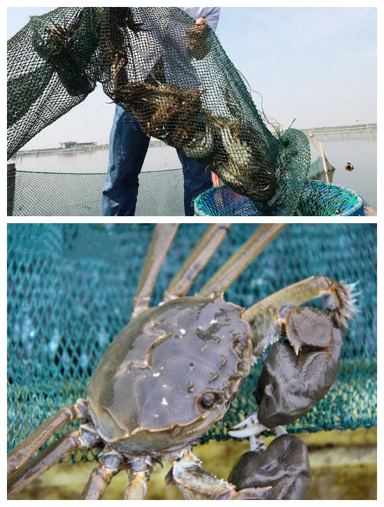 苏州阳澄湖大闸蟹哪里比较正宗,阳澄湖大闸蟹和阳澄湖的大闸蟹