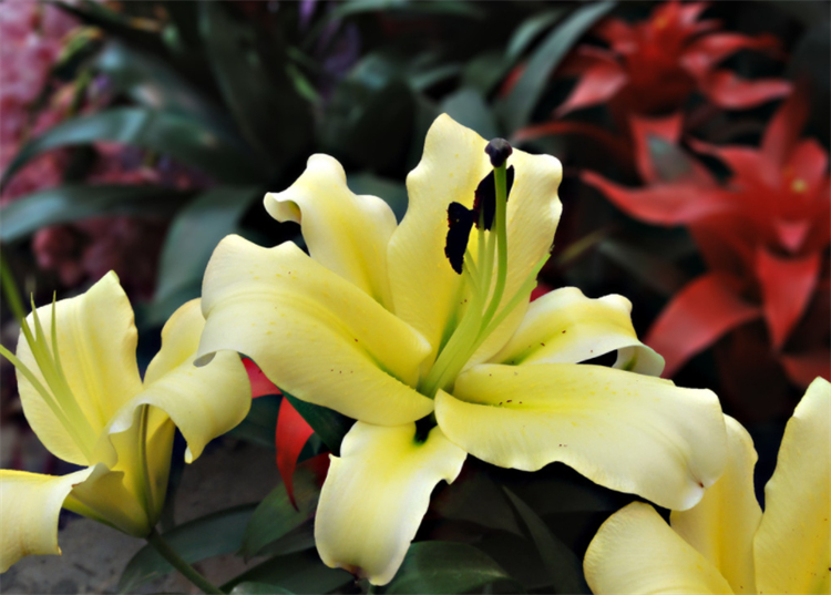 玫瑰和百合花语代表什么意思呢,创作灵感百合花的花语是百年好合