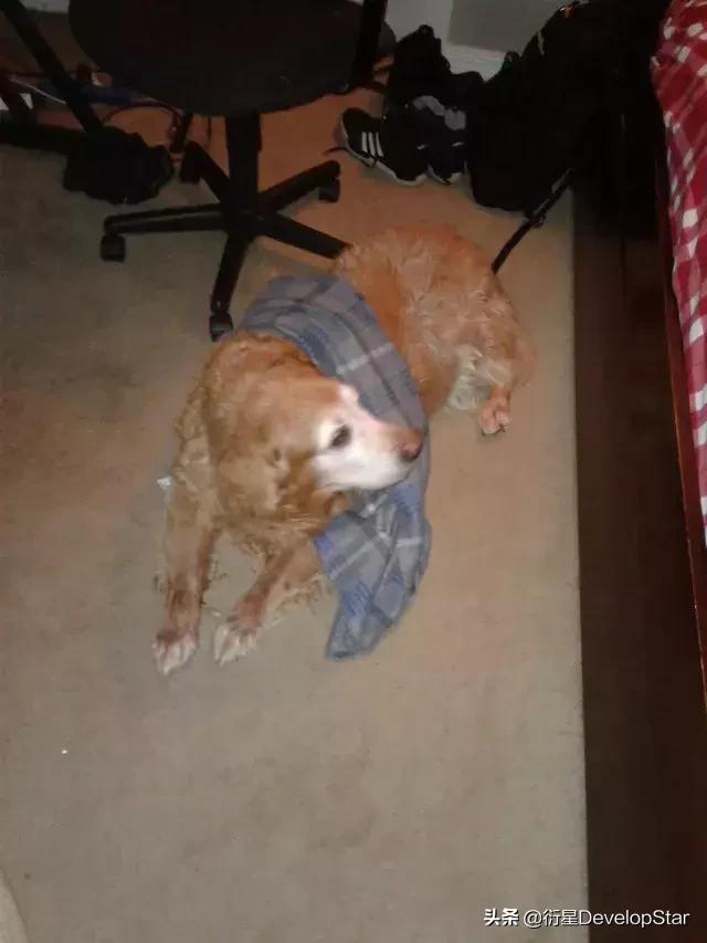 因为年纪大上不去床，金毛每天找一件主人衣服在地板上枕着入睡…