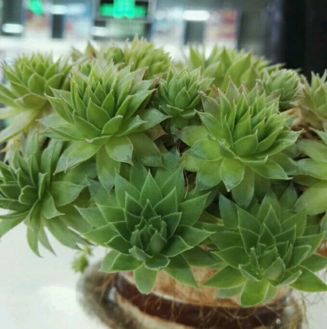 绿植滴水观音有毒吗,滴水观音有毒室内养对人有何危害