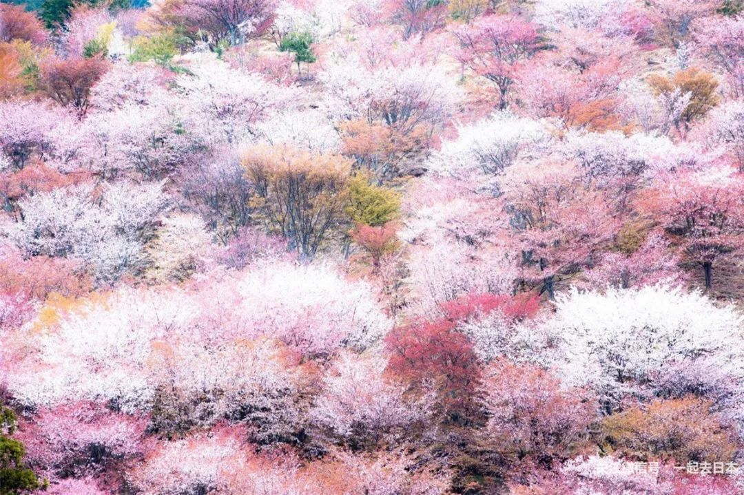 日本赏樱花前三名城市,日本樱花排行榜