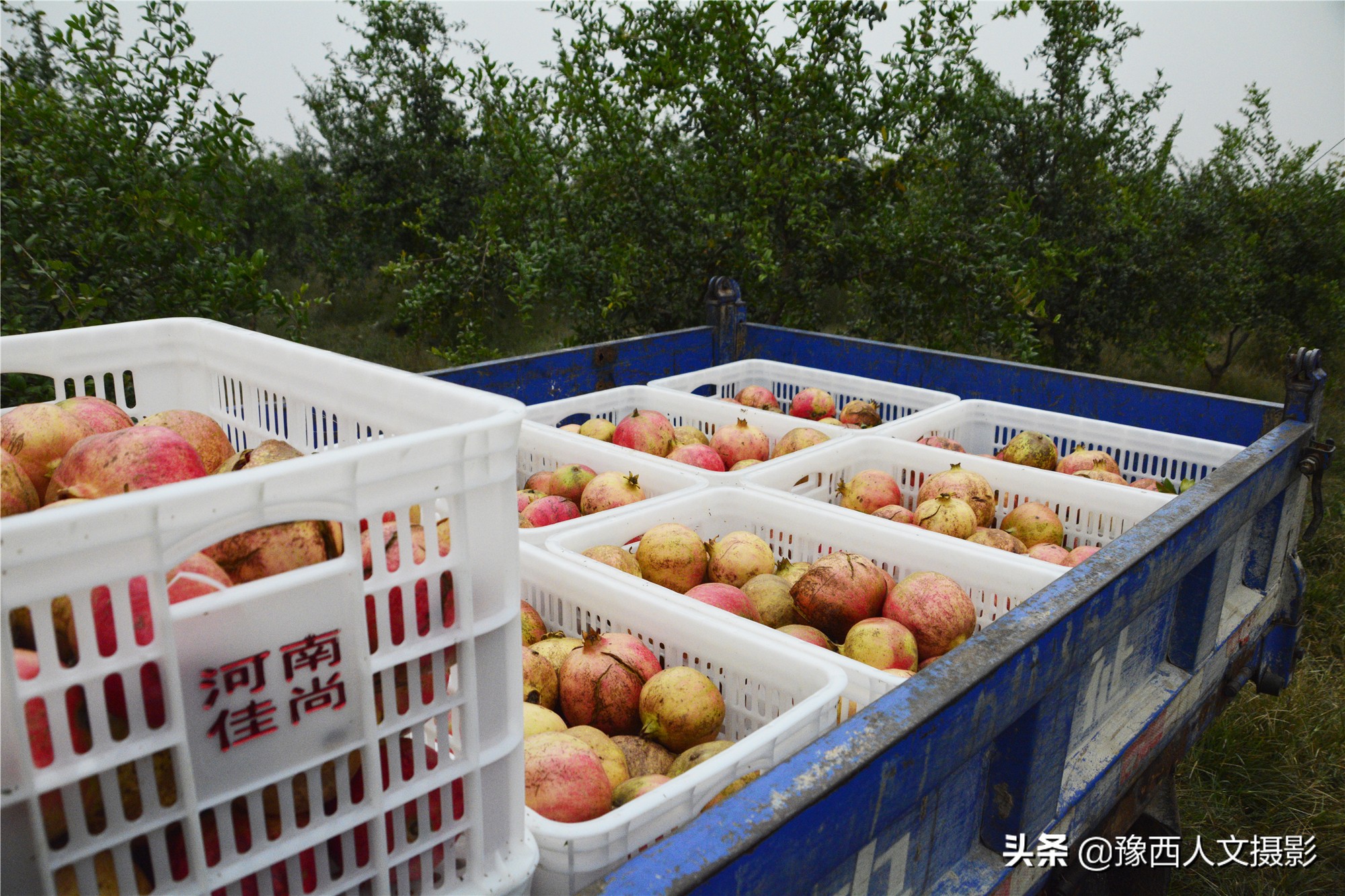 河南小伙京漂6年,回家大数据管理石榴园,决心对标“褚橙”