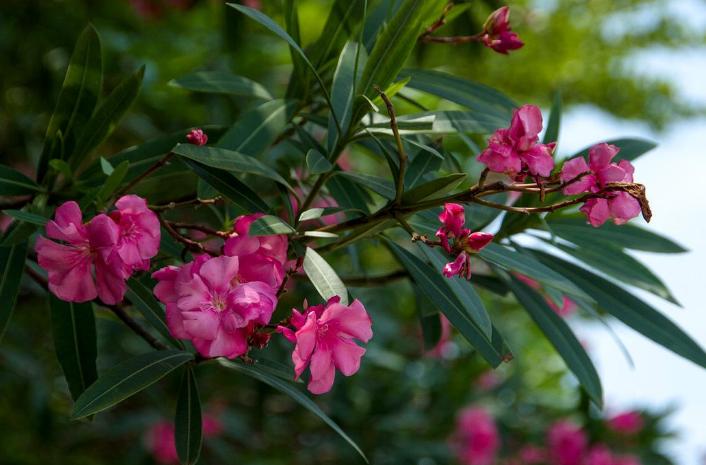 赞美夹竹桃花诗句名句,有关夹竹桃的诗句