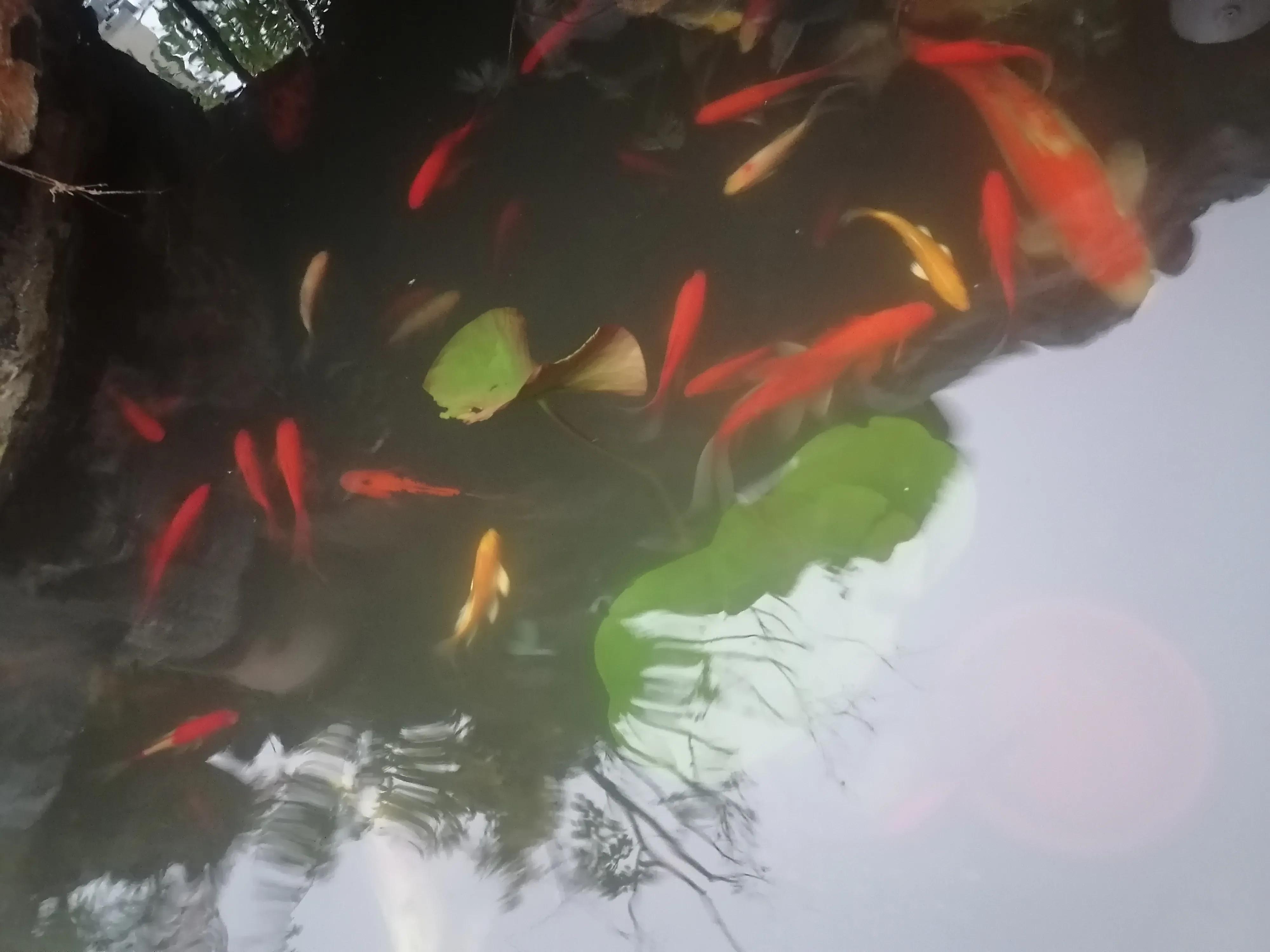 松树公园历险记,小松子历险记