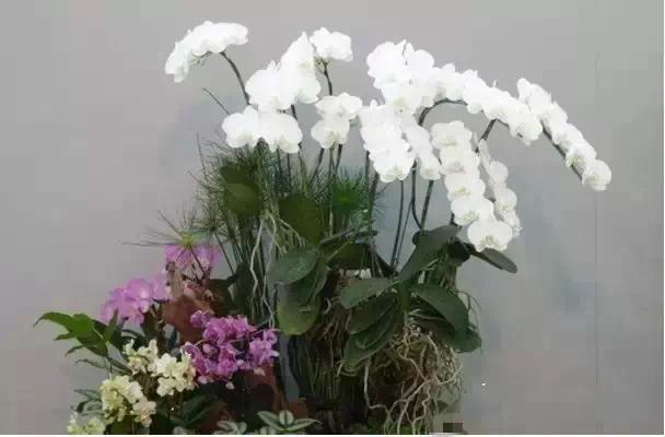 极品中的精品兰花,带你回忆天价兰花蕙兰篇