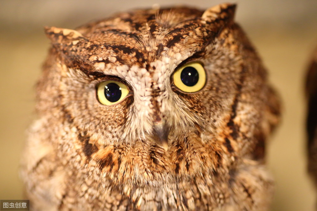 猫头鹰自古以来都是不祥之鸟,猫头鹰不祥的鸟