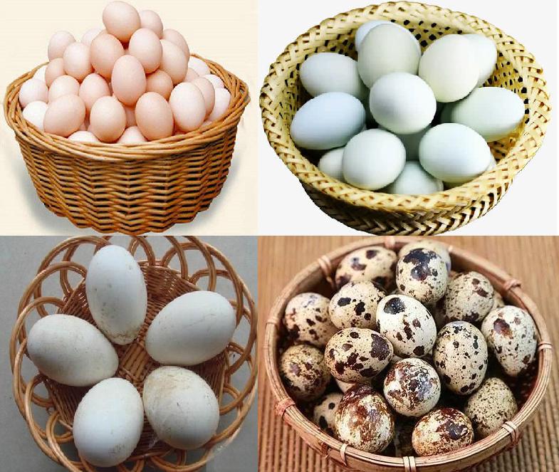 常见的蛋类有哪些,蛋类中最有营养蛋是什么