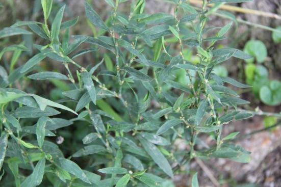 调理脾胃排出肾结石,养肝胆排结石的茶饮有哪些